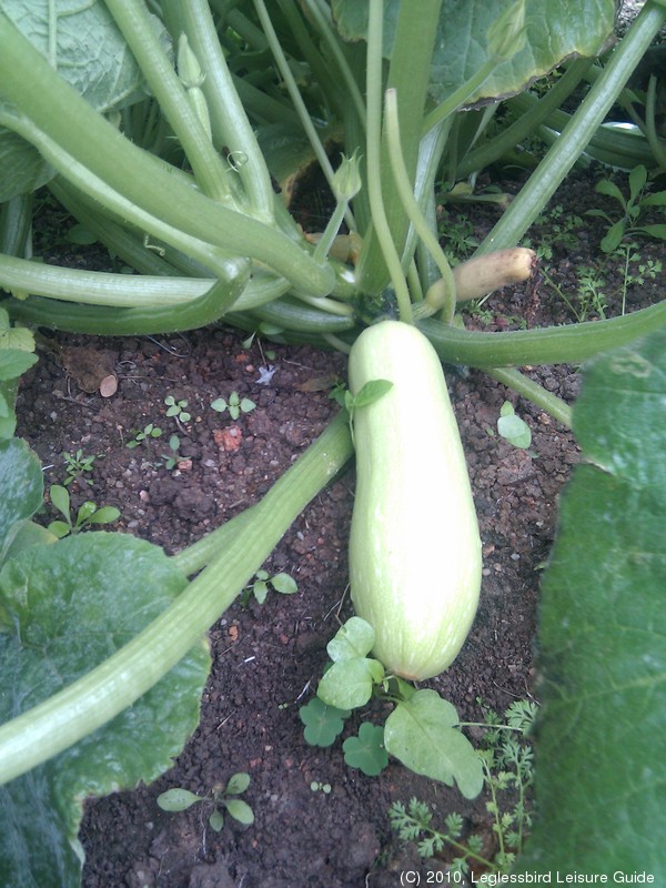 20100215Farm Visit21.jpg